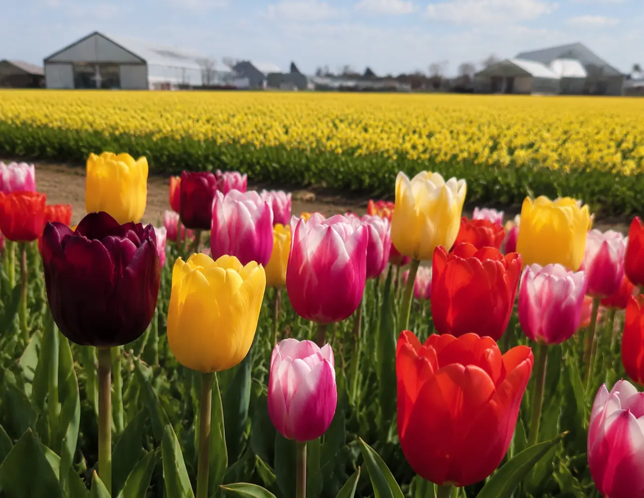 Hollanda
